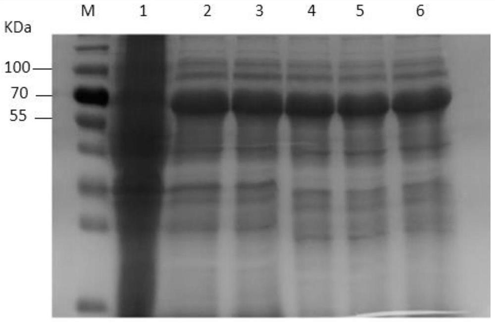 Monoclonal antibody of actinobacillus pleuropneumoniae rApxIVAN and application thereof