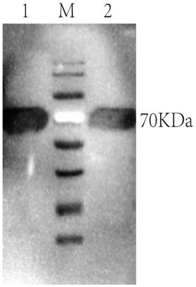 Monoclonal antibody of actinobacillus pleuropneumoniae rApxIVAN and application thereof