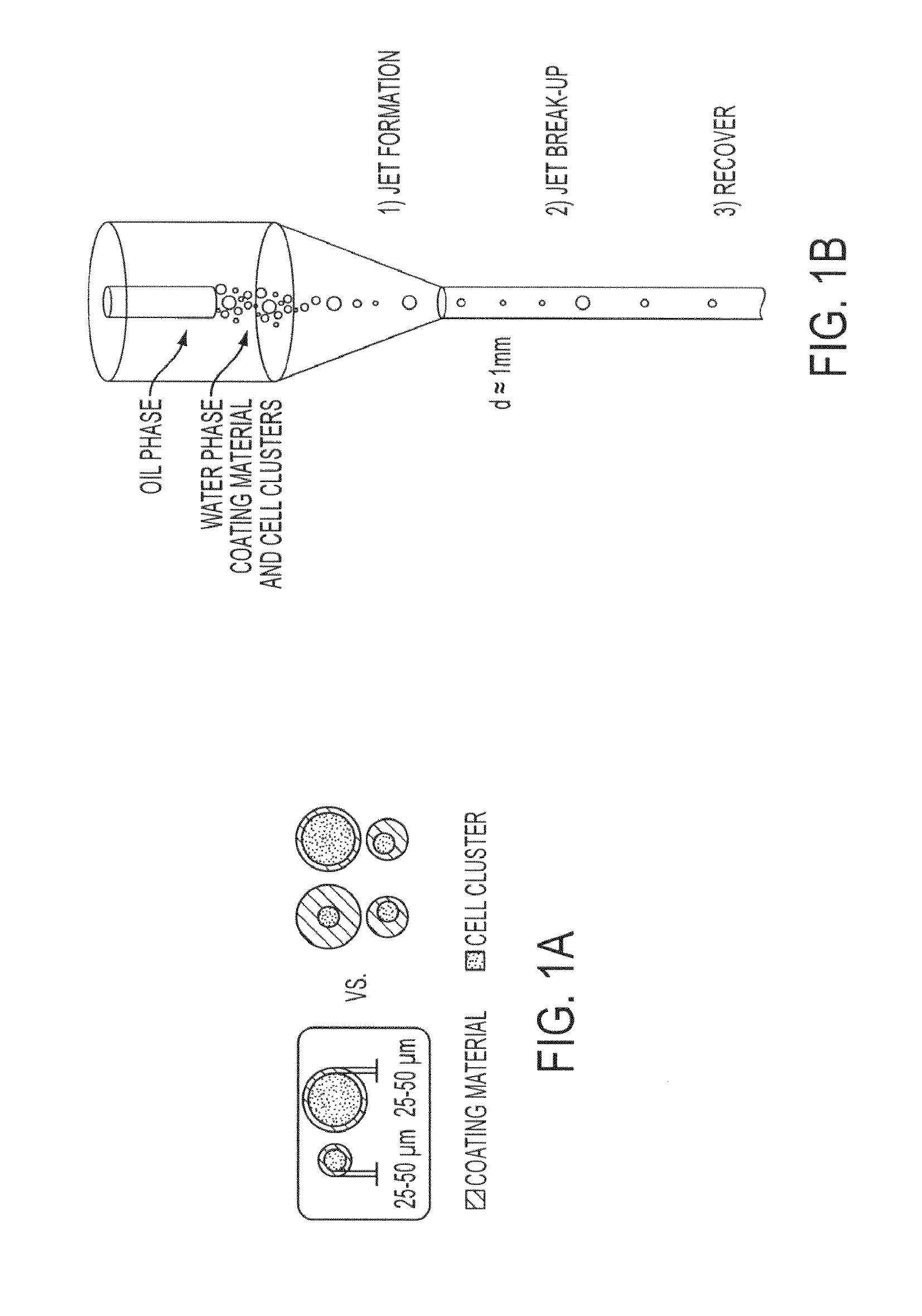 Conformal coating of cells for immunoisolation