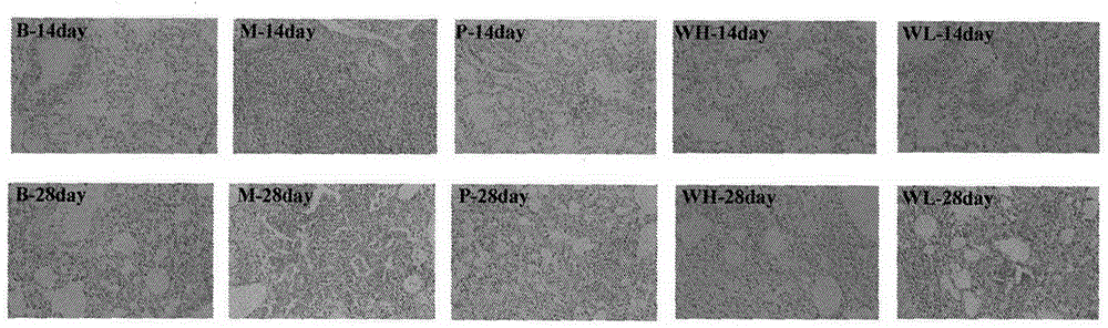 Application of wedelolide in the preparation of anti-pulmonary fibrosis drugs