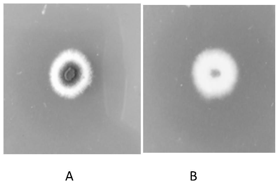 2017-m2 strain containing mannanase gene