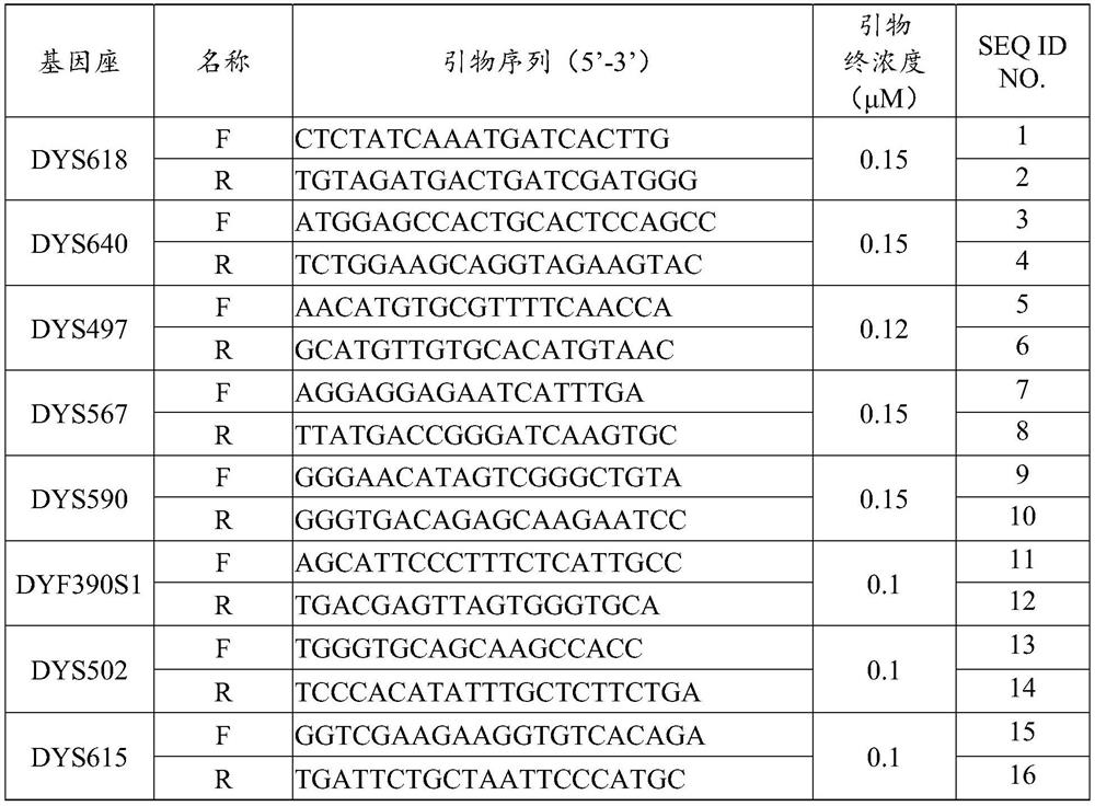 Fluorescent multiplex amplification kit for detecting human Y-STR loci and application of fluorescence multiplex amplification kit