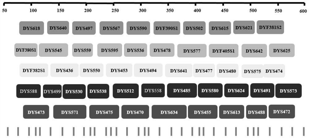 Fluorescent multiplex amplification kit for detecting human Y-STR loci and application of fluorescence multiplex amplification kit