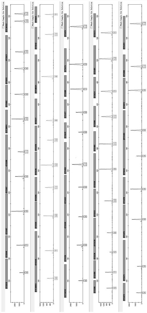 Fluorescent multiplex amplification kit for detecting human Y-STR loci and application of fluorescence multiplex amplification kit