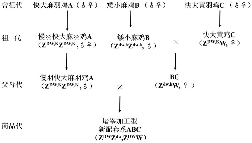 Breeding method of premature slaughter processing type high-quality chicken commercial line