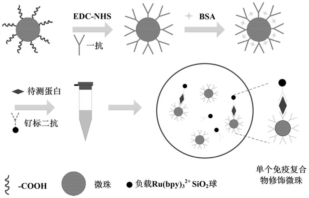 A single-molecule protein detection chip and method based on ultramicroelectrode array electrochemiluminescence