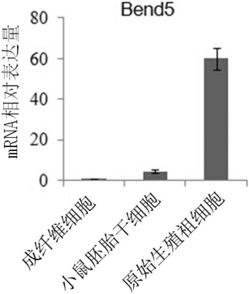 Application of Bend5 protein to acceleration of induced differentiation of embryonic stem cells to into primitive reproductive progenitor-like cells