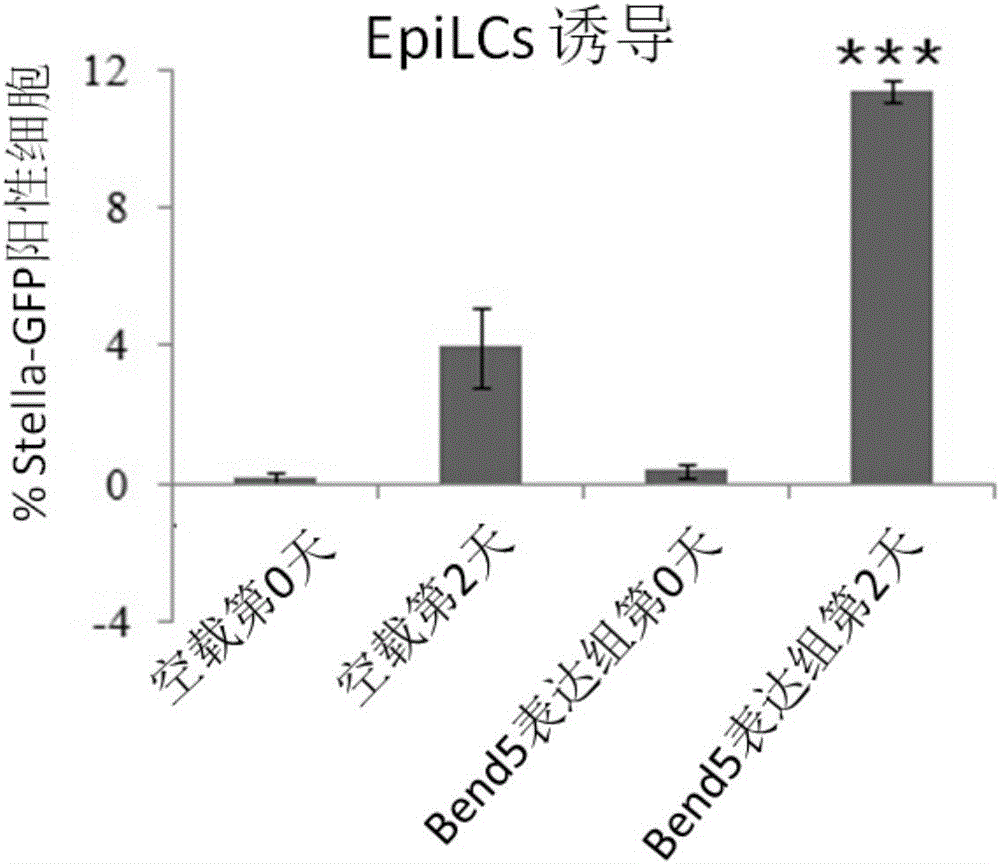 Application of Bend5 protein to acceleration of induced differentiation of embryonic stem cells to into primitive reproductive progenitor-like cells