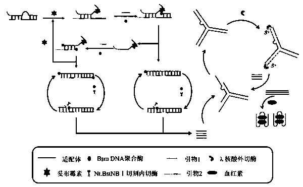 Colorimetric method for detecting tobramycin based on double strand displacement and three-dimensional DNA structure