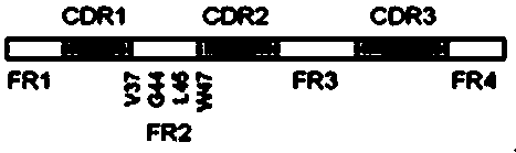 A kind of anti-goat pox virus vhh-4-1 based on Bactrian camel and its application