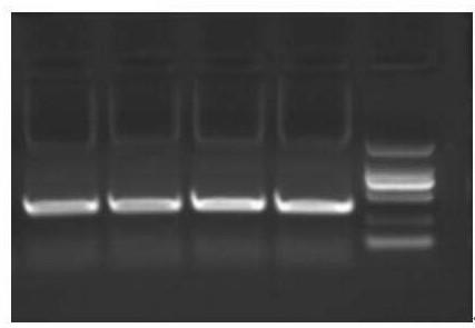 A kind of anti-goat pox virus vhh-4-1 based on Bactrian camel and its application