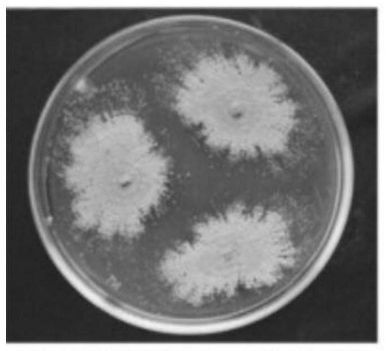 A kind of Saccharomyces coronis and method for separating and purifying diketopiperazine dimer therefrom