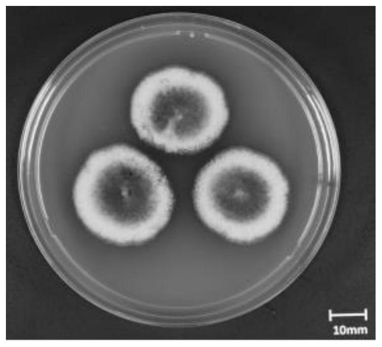 A kind of Saccharomyces coronis and method for separating and purifying diketopiperazine dimer therefrom