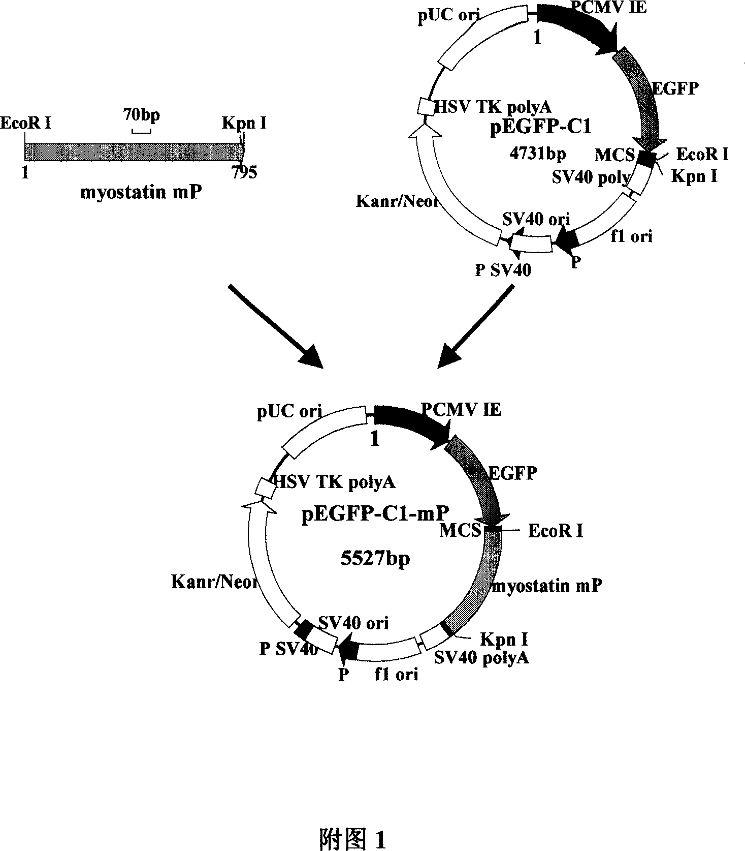 Method for culturing ''double-muscle'' mutton sheep by using gene engineering technique