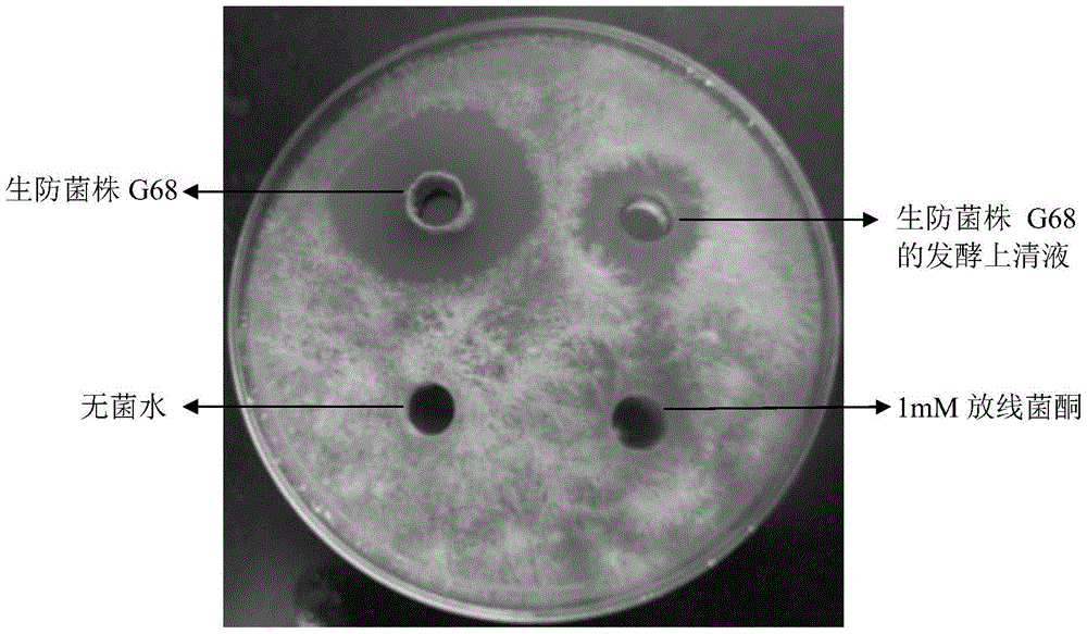 Biocontrol bacterial strain g68 for preventing and controlling plant diseases and preparation method and application thereof