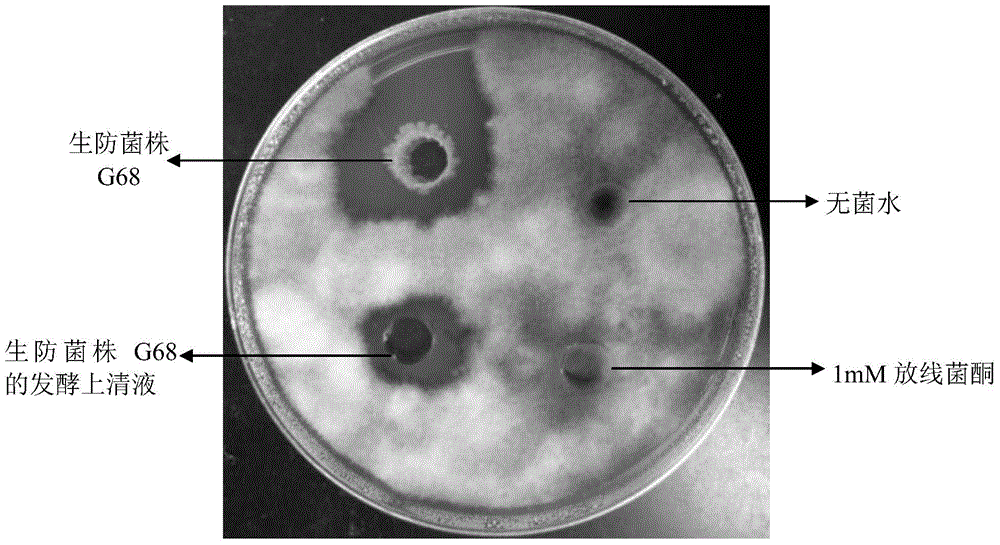 Biocontrol bacterial strain g68 for preventing and controlling plant diseases and preparation method and application thereof