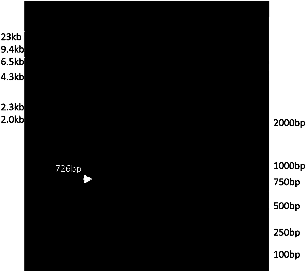 Preparation method of recombinant anti-TNF-alpha completely humanized monoclonal antibody