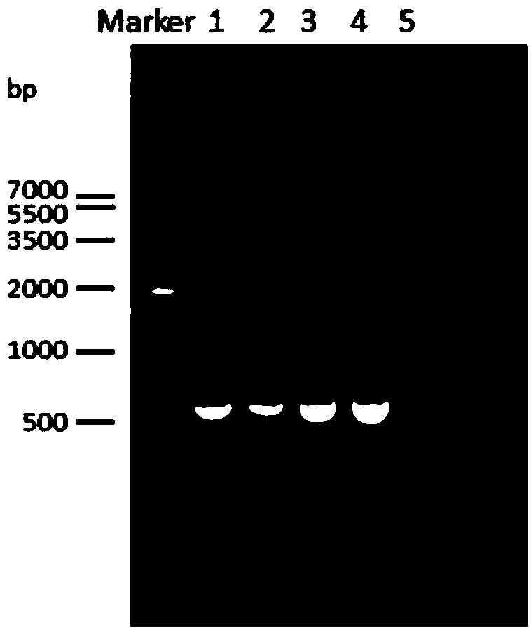 Pseudomonas aeruginosa bacteriophage lysin, coding gene thereof, recombinant expression vector as well as preparation method and application thereof