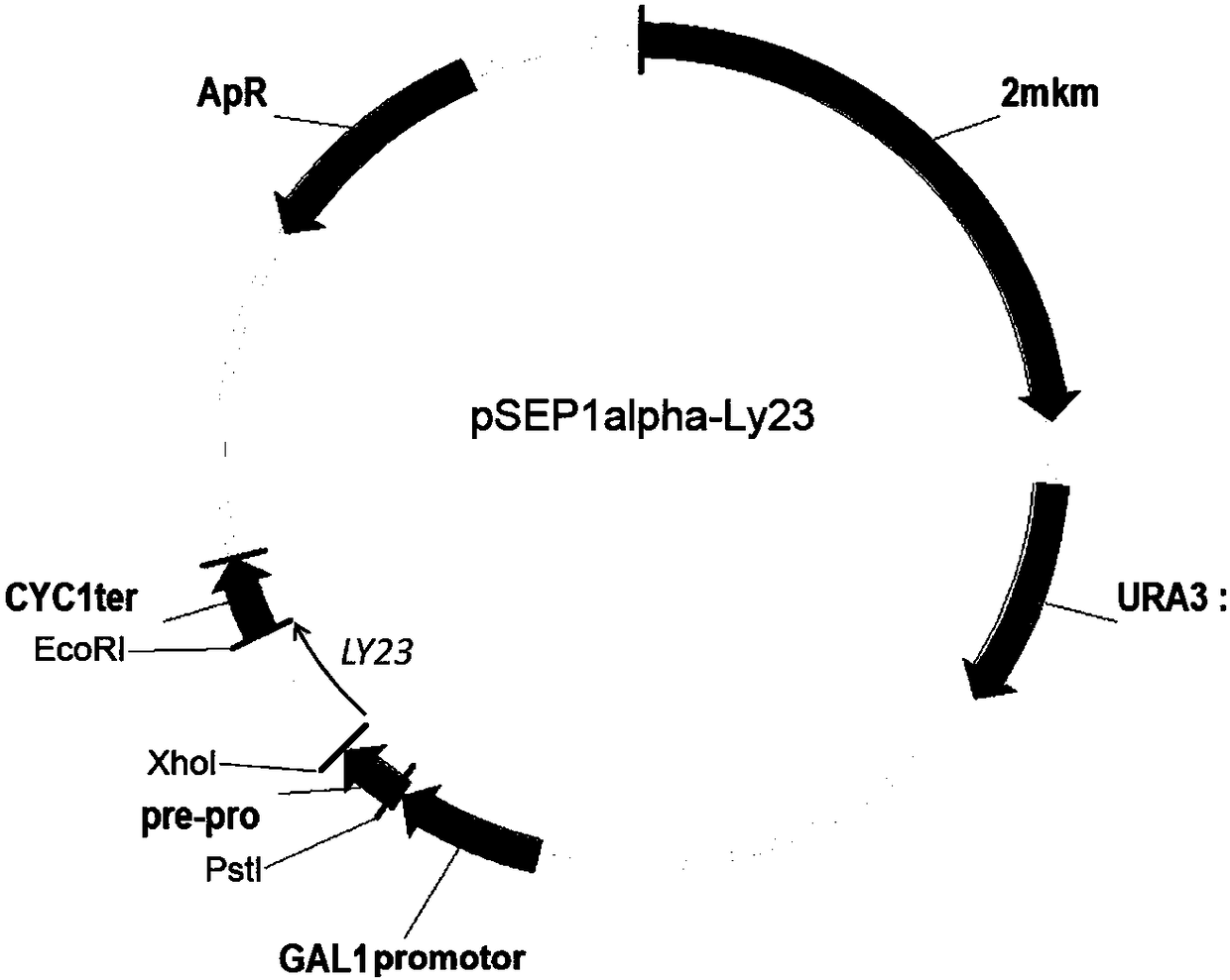 Pseudomonas aeruginosa bacteriophage lysin, coding gene thereof, recombinant expression vector as well as preparation method and application thereof