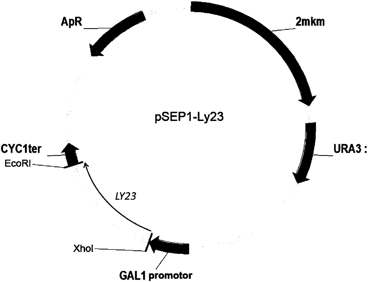 Pseudomonas aeruginosa bacteriophage lysin, coding gene thereof, recombinant expression vector as well as preparation method and application thereof