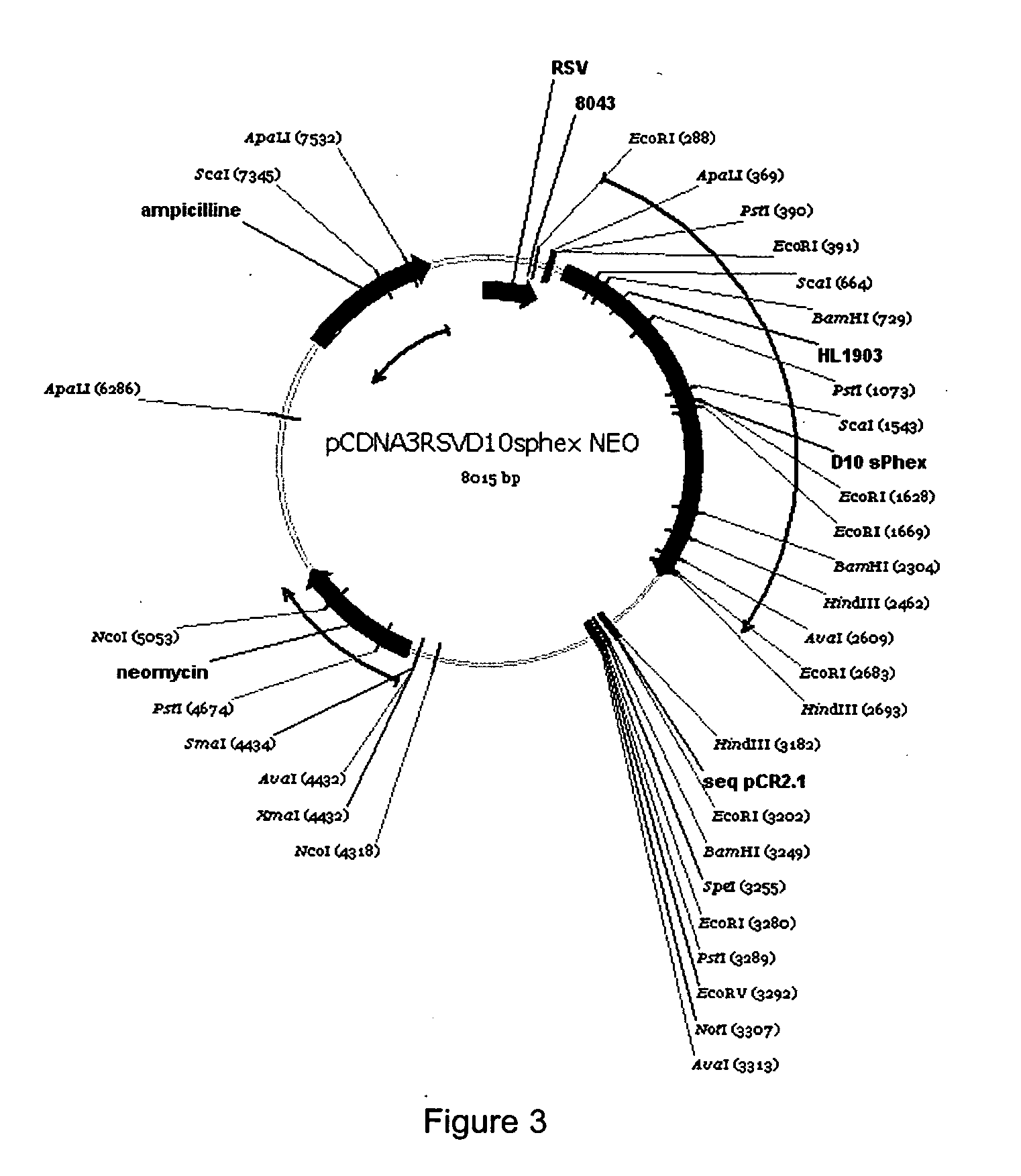 Bone delivery conjugates and method of using same to target proteins to bone