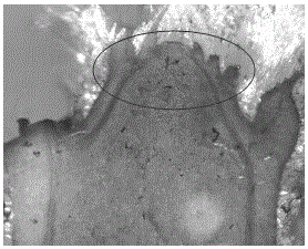 A method for improving the quality of tobacco leaves by moderately prolonging the vegetative growth period of flue-cured tobacco