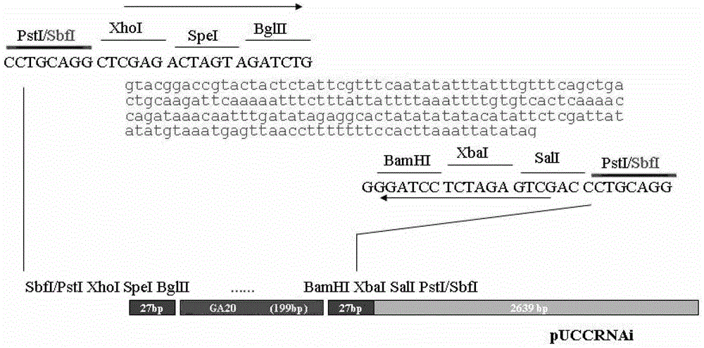 UCH320 protein and application of coding gene thereof in adjusting and controlling plant growth and development