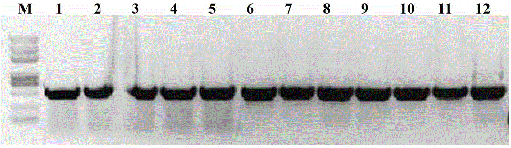 UCH320 protein and application of coding gene thereof in adjusting and controlling plant growth and development