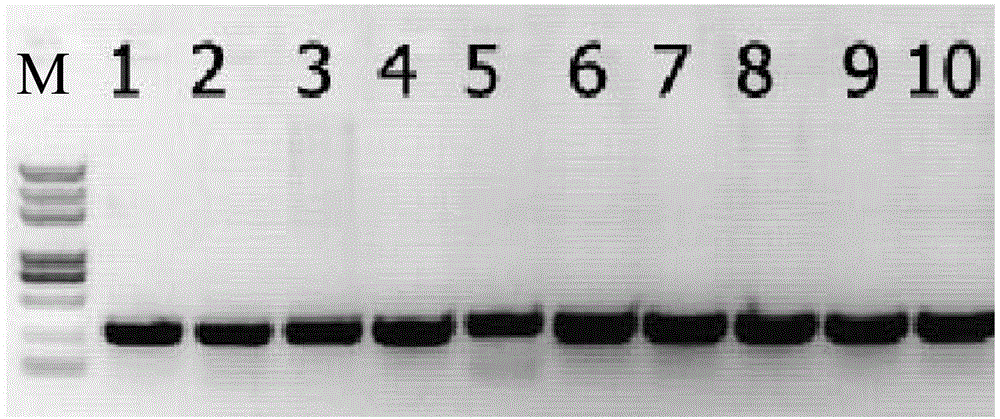 UCH320 protein and application of coding gene thereof in adjusting and controlling plant growth and development