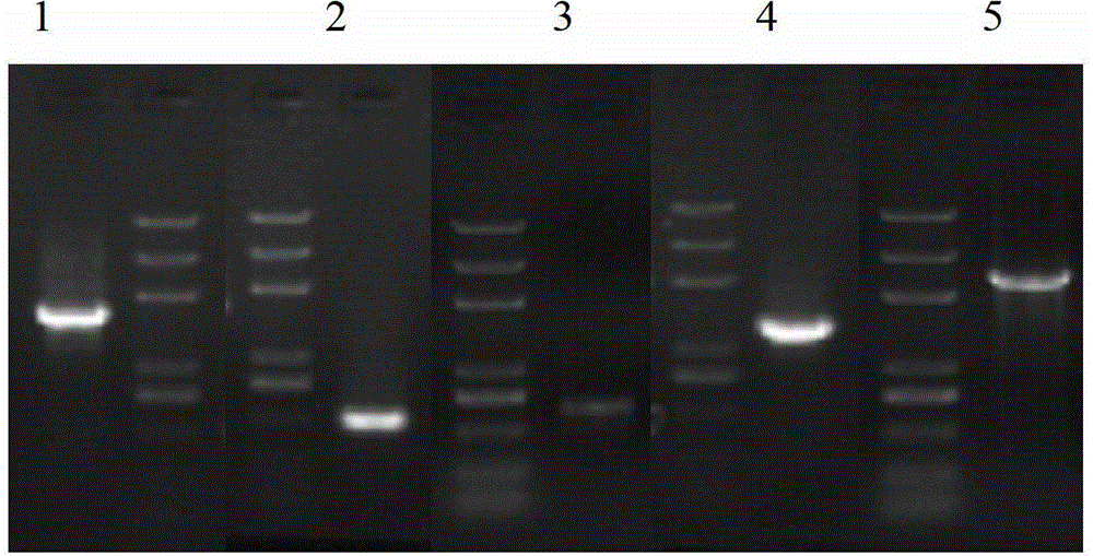 HPV16L1-g protein and coding gene and application thereof