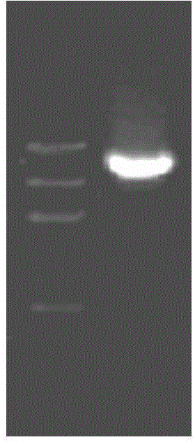 HPV16L1-g protein and coding gene and application thereof