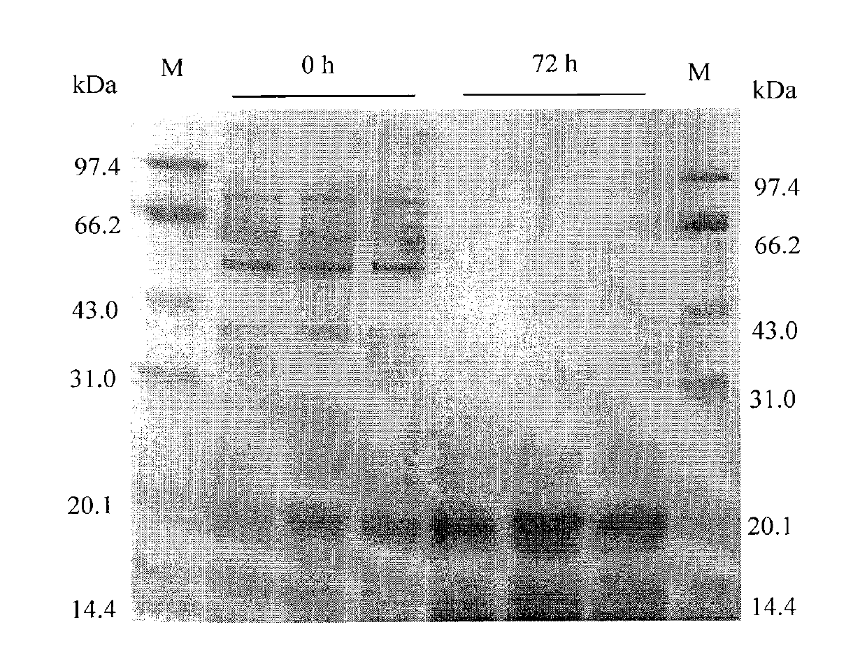 Preparation method of fermented vegetable protein