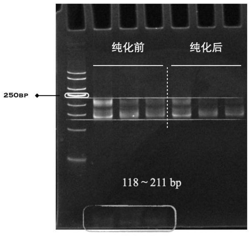 Preparation method for comprehensively amplifying humanTCR beta chain library by adopting few degenerate primers