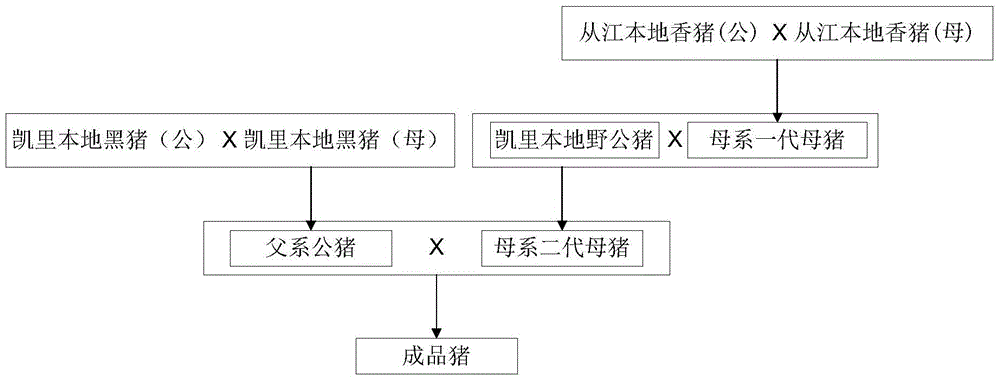 Cultivation method for hybridized black pigs