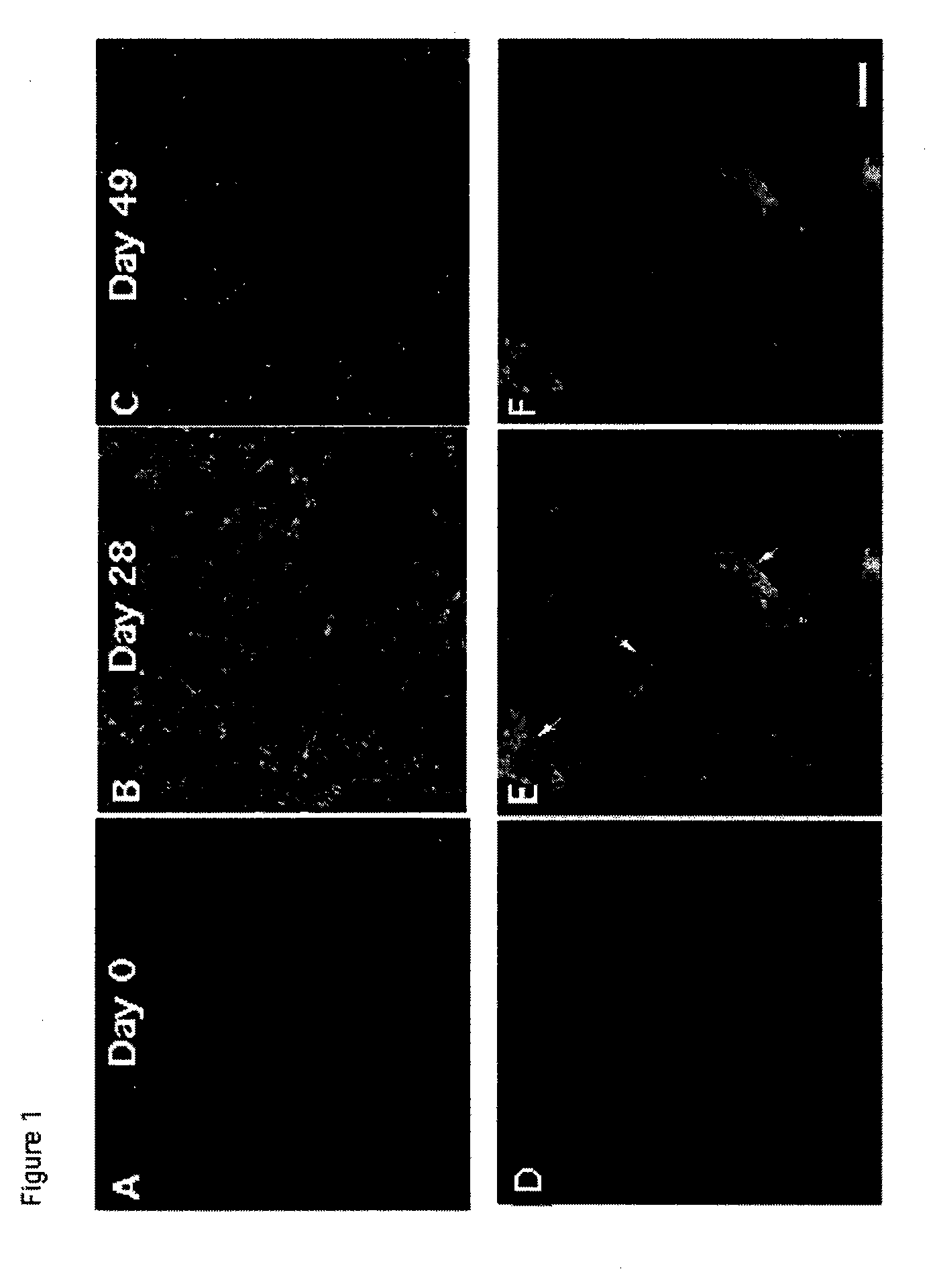 Immunomodulation of inflammatory conditions utilizing follistatin-like protein-1 and agents that bind thereto