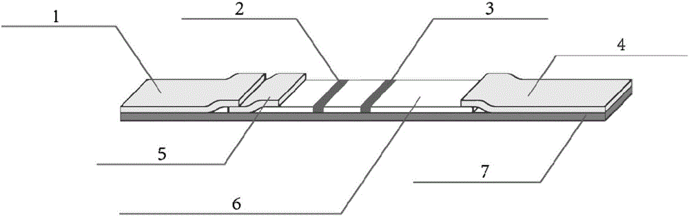 Fluorescence immunoassay test strip used for detecting tumor marker CA72-4 and preparation method of fluorescence immunoassay test strip