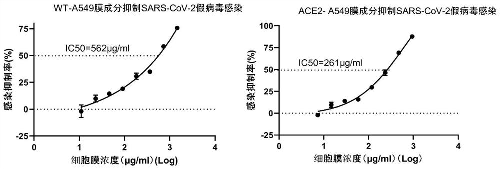 Method for preventing and treating respiratory infectious diseases by using respiratory epithelial cell membranes and application