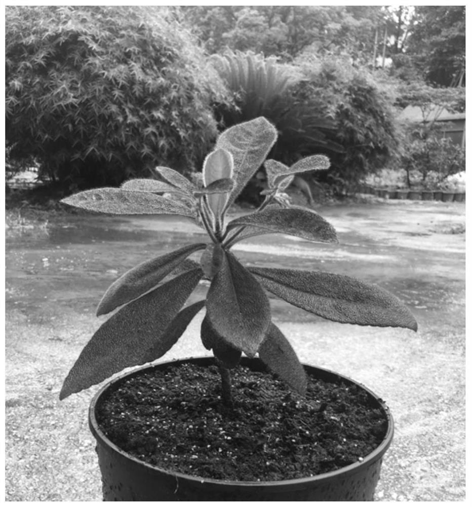 Grafting and seedling raising method for Ardisia mamillata Hance