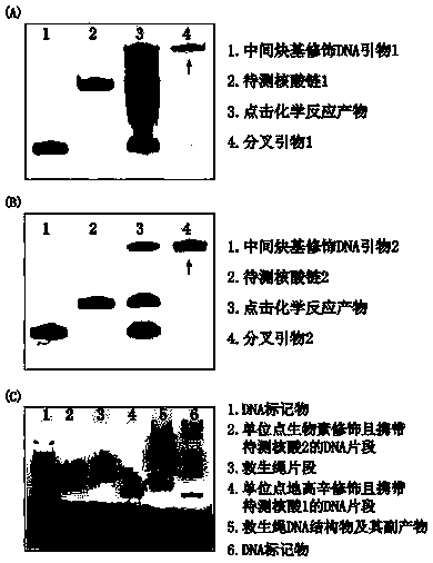 Method for detecting nucleic acid terminal structure based on single-molecule force spectroscopy