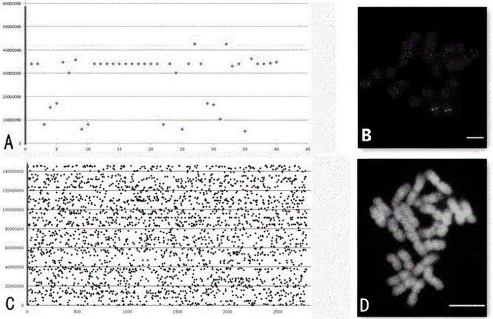 Electric FISH (fluorescence in situ hybridization) method