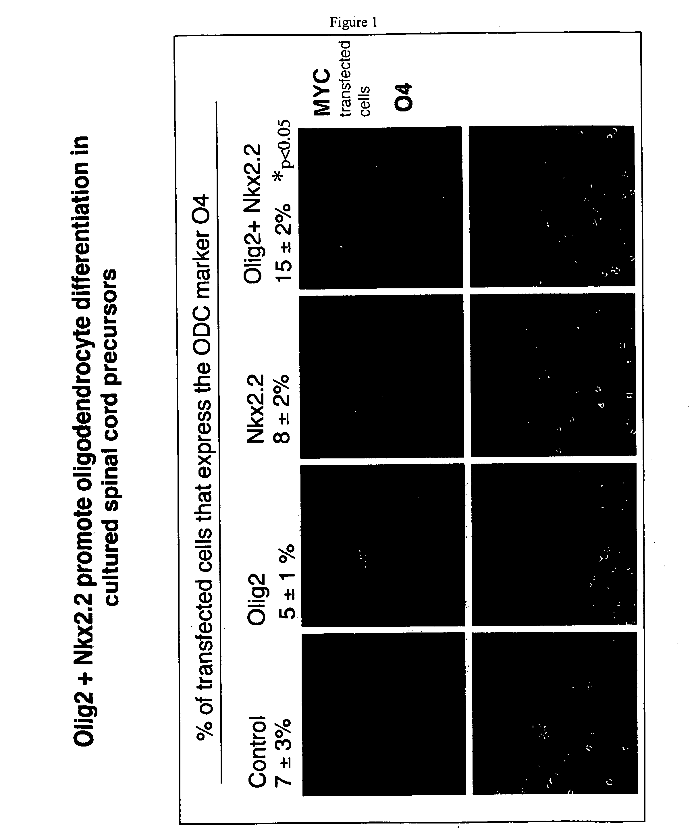 Oligodendrocyte determination genes and uses thereof