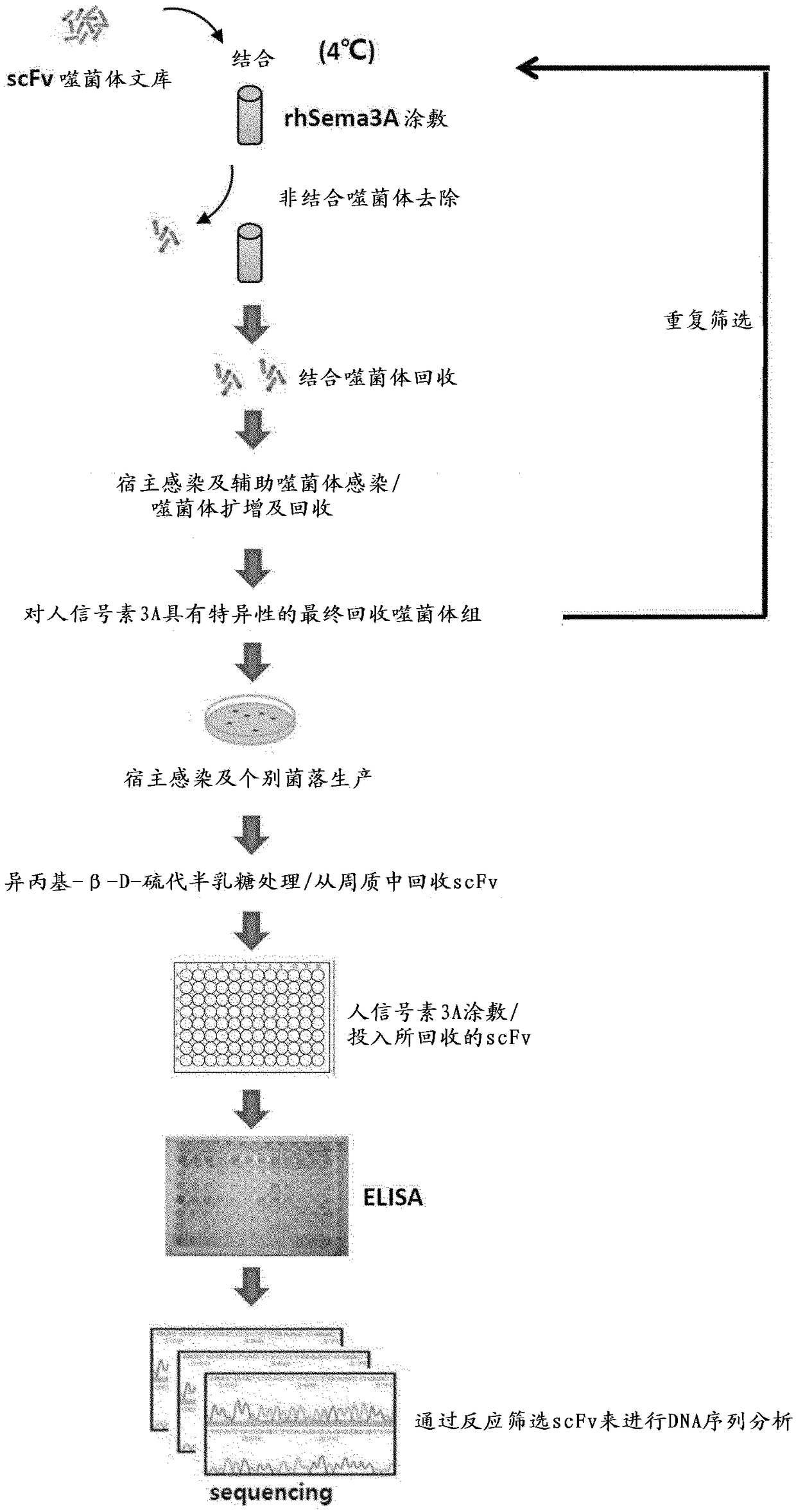 Antibody to be cross-linked to human and mouse sema3A, and use thereof