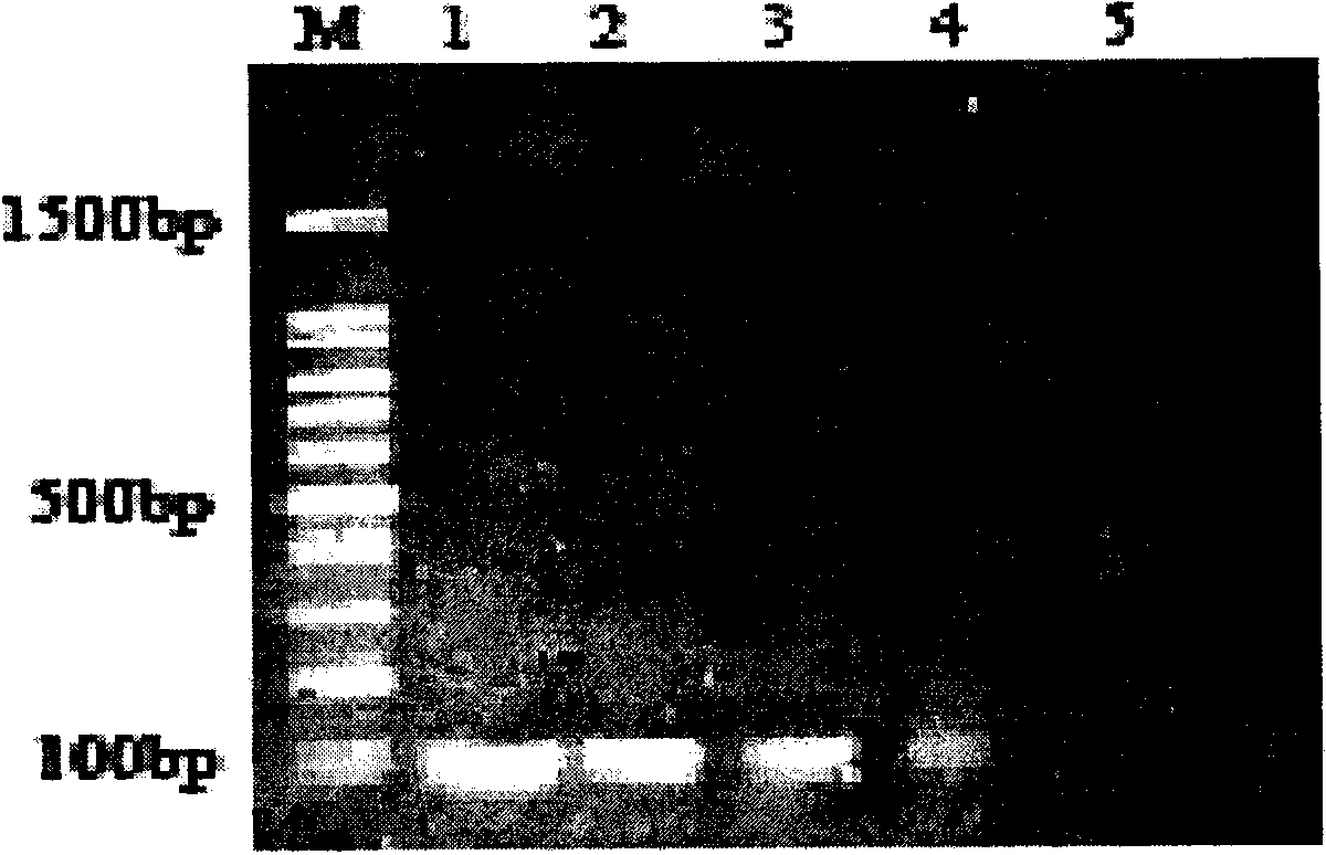 Primer, probe and method for qualitatively and quantitatively detecting witches' broom phytoplasma