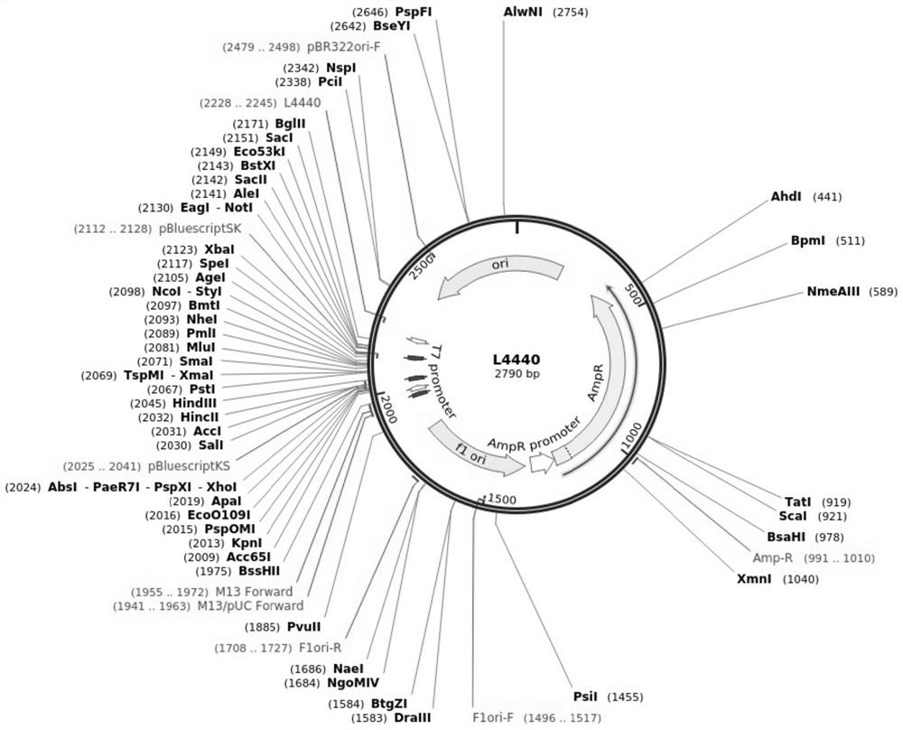 Prawn immunopotentiator based on RNA interference technology and preparation method and application of prawn immunopotentiator