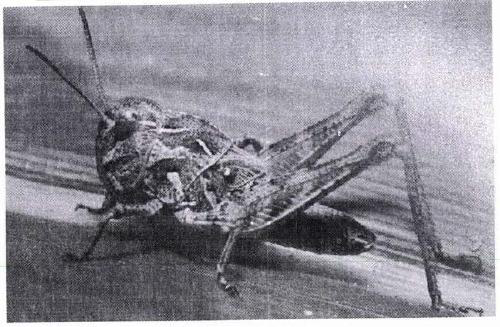 Identification method for distinguishing locust species by using image identification technology