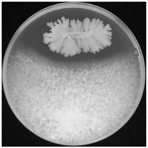 Banana endophytic bacillus velezensis strain and application thereof