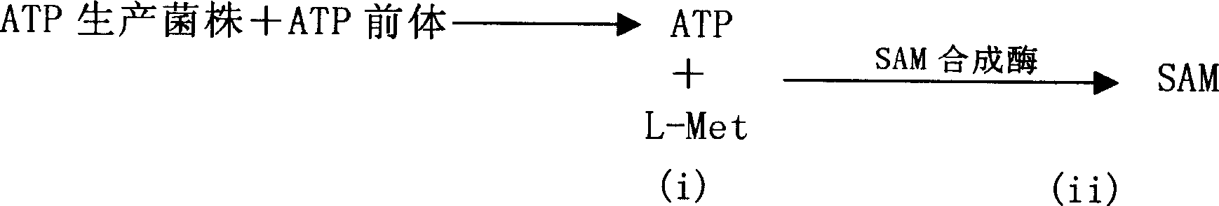 Novel aden osyl methionine in vitro enzymatic transformation method