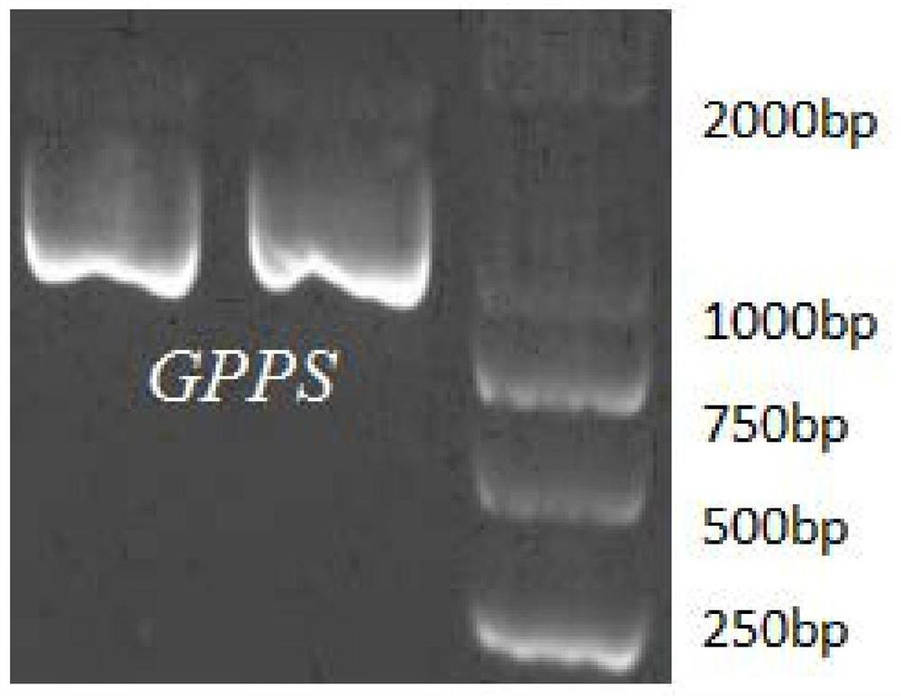 A kind of geranyl pyrophosphate synthase gene and its application from Fujian Aureus aureus