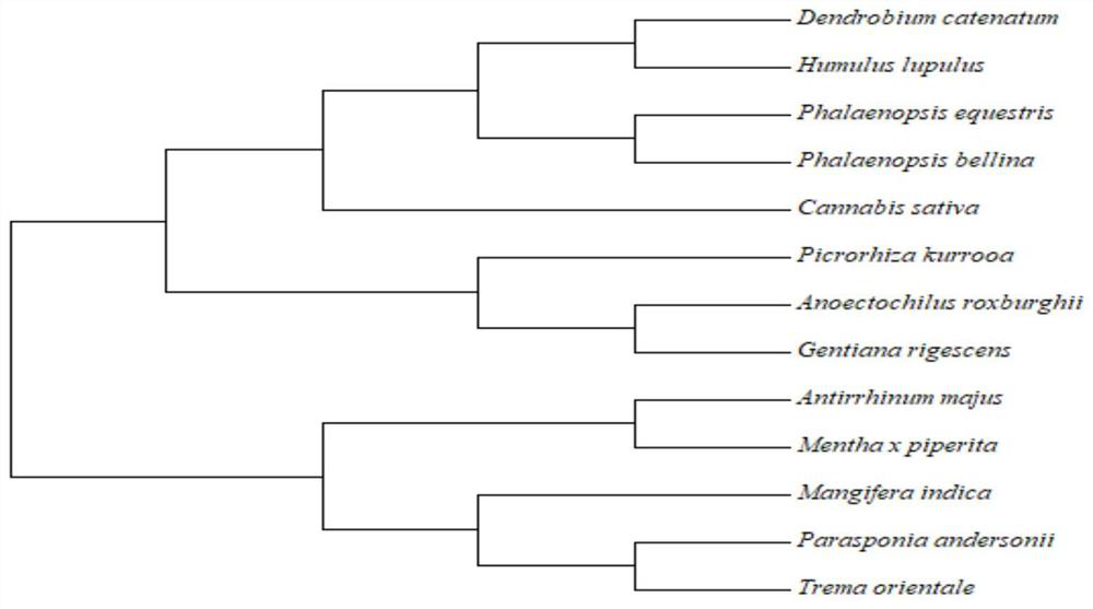 A kind of geranyl pyrophosphate synthase gene and its application from Fujian Aureus aureus