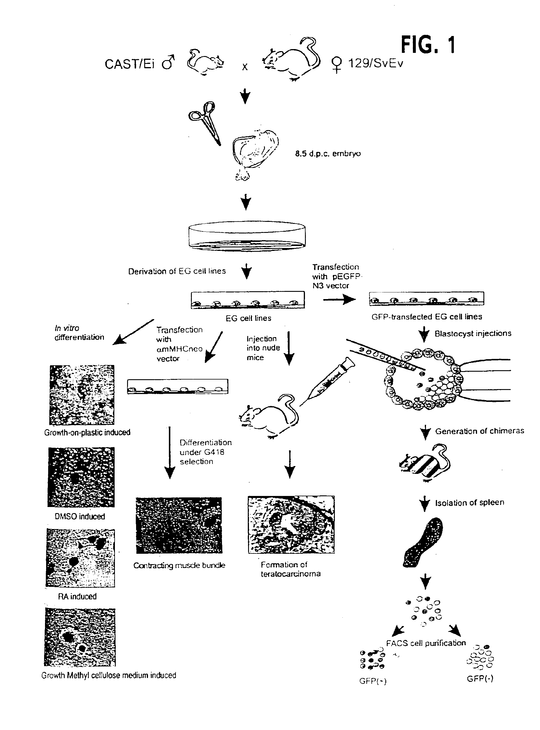 Methods for assaying gene imprinting and methylated CpG islands